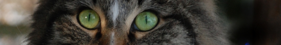 Norwegische Waldkatzen vom Haselgraben unter Stein, 